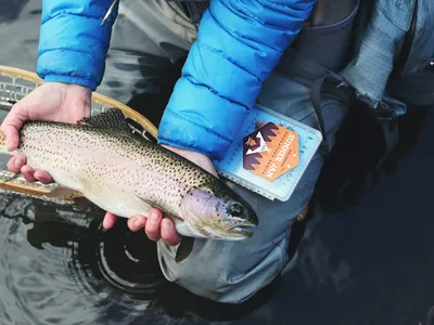 Angler landing a brown trout on the Missouri