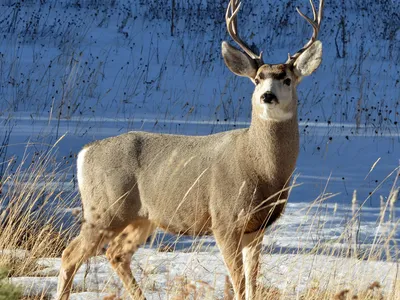 Mule deer buck in the Big Belt foothills
