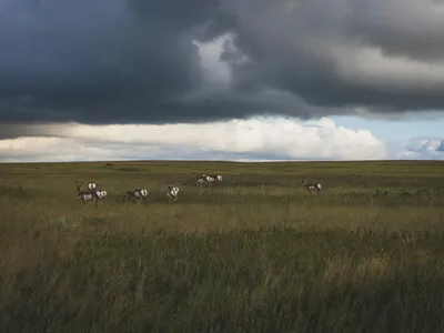 Antelope on open prairie south of Helena